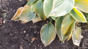 #хоста #халцион / Голубой халцион(лат. hosta halcyon), пережившая мороз . Хоста на все времена .