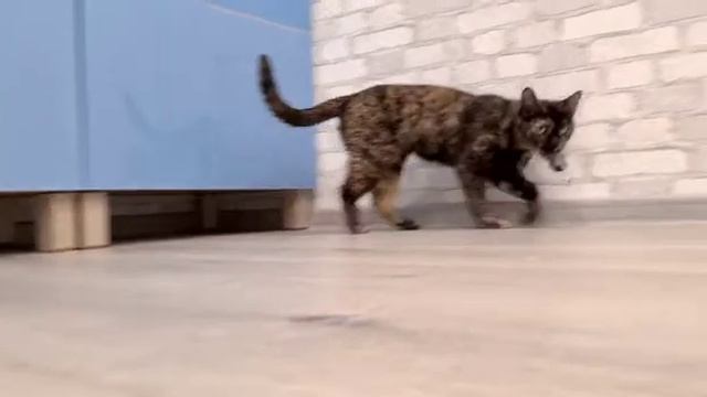 Кошка Пелагея смотреть онлайн