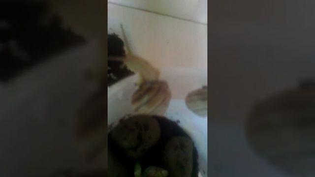 Кладка яиц :))