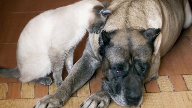 Cane Corso Vs Presa Canario Facts And Difference