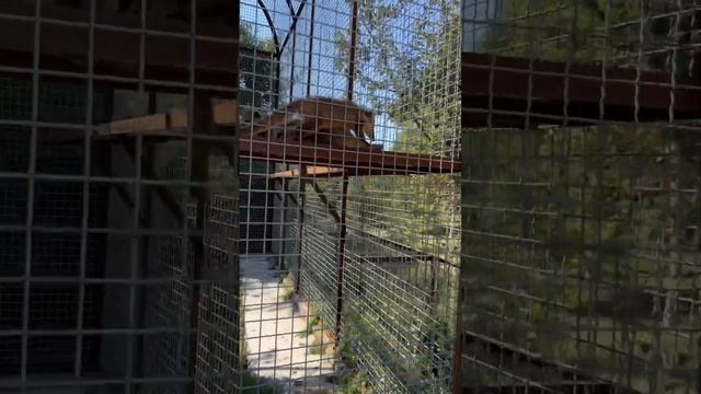 У носух тихий час в обед? смотреть онлайн