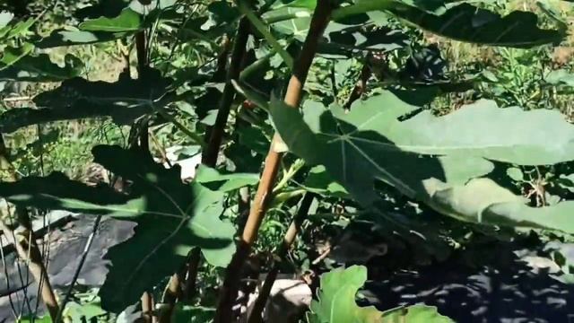 Инжир. Осветление зоны плодоношения. 2023 08 13 смотреть онлайн