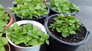 СКОЛЬКО КУСТИКОВ  ПЕТУНИИ НАДО САЖАТЬ В ОДИН ГОРШОК.КАКОЙ ОБЪЁМ ГОРШКА И ПРАВИЛА ВЫРАЩИВАНИЯ.