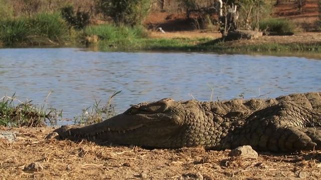 VICTORIA FALLS WALKING SAFARI