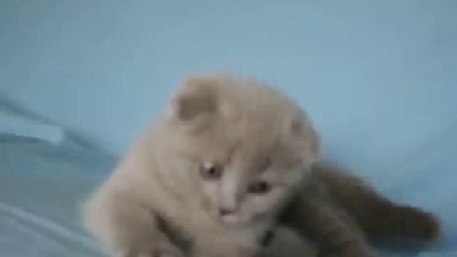 Лиловая вислоухая кошечка Лаура смотреть онлайн