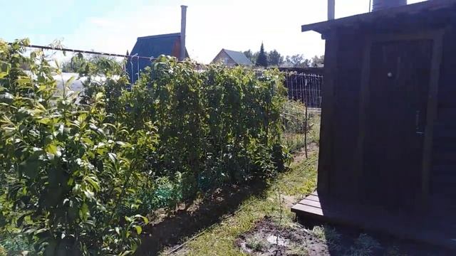 Девичий виноград. Живой забор, размножение. смотреть онлайн