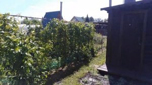 Девичий виноград. Живой забор, размножение.