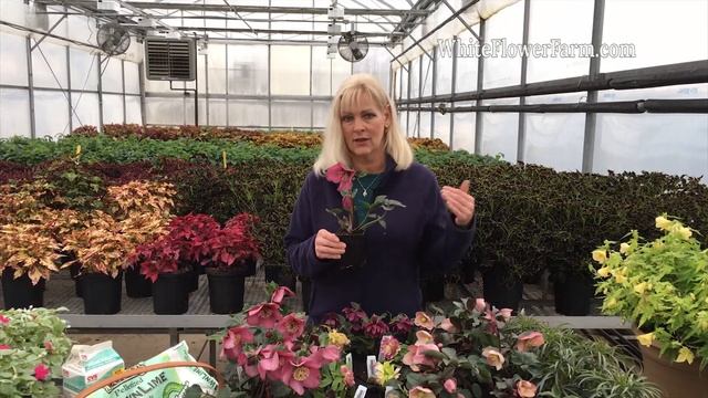 Growing Hellebores смотреть онлайн
