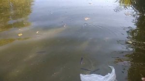 ВЫРАЩИВАНИЕ ВЕСЛОНОСОВ