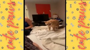 Funny Cat Sneezing Compilation - Sneezing Cats - The Best Compilation