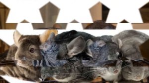 Шиншилы как бизнес идея | Выращивание шиншил