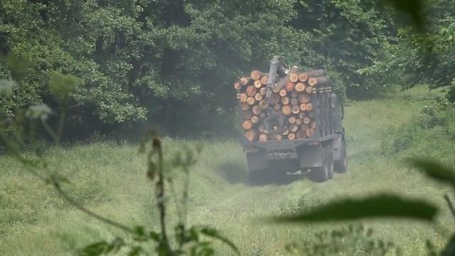 Ділки продовжують безкарно вивозити ліс з Срібнянської громади, що на Чернігівщині. смотреть онлайн