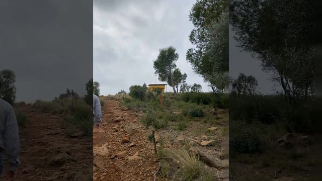 Деревья живые и мёртвые смотреть онлайн