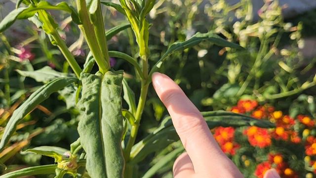 ПРОШУ СОВЕТ//ПАШУ КАК ЛОШАДЬ//ПРОГУЛКА ПО САДУ смотреть онлайн