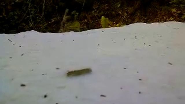 гусеница ползет. природа. насекомые. смотреть онлайн