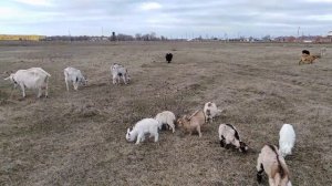 Что выгоднее овцы или козы, мои выводы