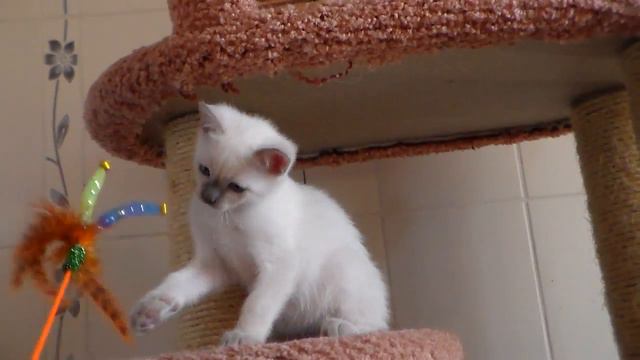 Тейваз - чумазик смотреть онлайн