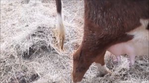 Признаки скорого отела у коровы.