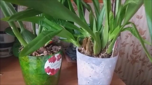 Всё об уходе за Камбрией. Виды Камбрии.