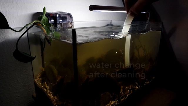 3 Months Update of the Zebra Apple Snail Blackwater Tank Setup - Lot's of Snail Eggs and Baby Snail смотреть онлайн