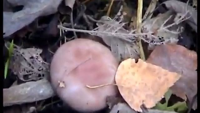 Рядовки Фиолетовые. Говорушки Оранжевые Перевернутые, съедобные грибы. смотреть онлайн