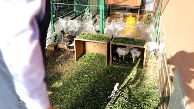 Пушкинские и павловские куры. От инкубации до супа. смотреть онлайн