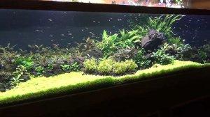 Взрослая жизнь. Переводим малька Попондетты Фуркаты.