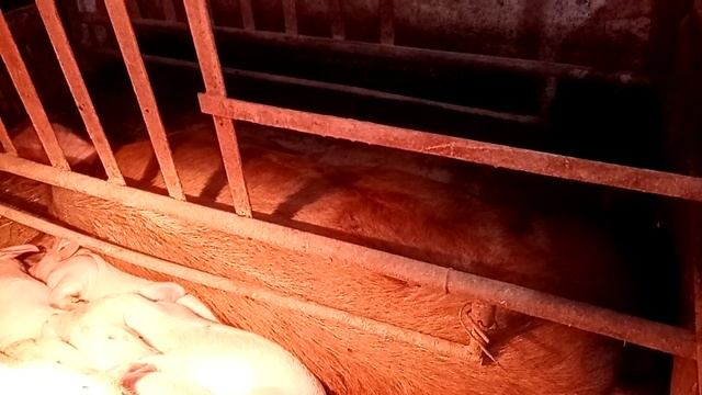 А Поросятам сны снятся? смотреть онлайн