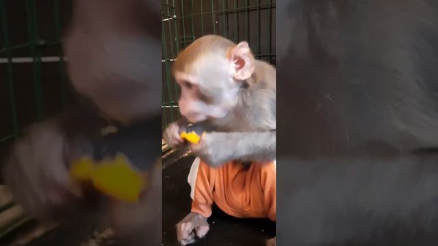 Продолжение сериала "Боря и Жора в гостях " #monkey #обезьяна #макака #macaque смотреть онлайн