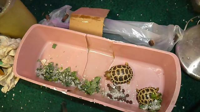 4 1:2 Month Russian Tortoise Update смотреть онлайн
