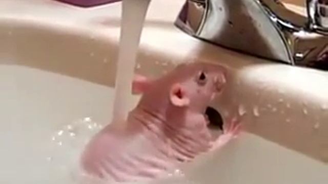 крыса сфинкс купается =)