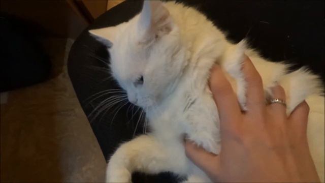 котейка мяукает смотреть онлайн