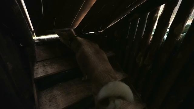 ЗАТОПИЛО? УКРЫЛСЯ ОТ ДОЖДЯ В ЗЕМЛЯНКЕ. ВКУСНЫЙ УЖИН НА ПЕЧИ. смотреть онлайн