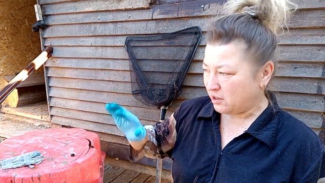 Безошибочное определение пола цесарок смотреть онлайн