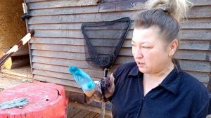 Безошибочное определение пола цесарок