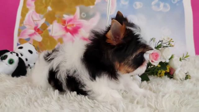 девочка бивер терьера, мини,в продаже. www.dog-mini.ru смотреть онлайн