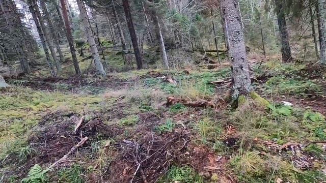 ОХОТА 24.10.2020 НА ЗАЙЦА-БЕЛЯКА "ВОКРУГ ДА ОКОЛО" смотреть онлайн