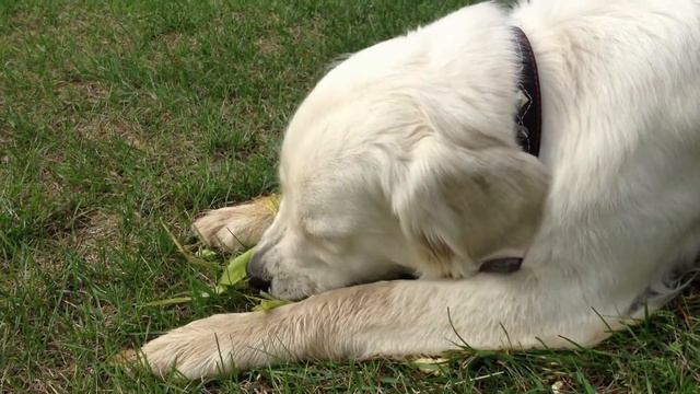 Золотистый (голден) ретривер и кукуруза ;)) смотреть онлайн