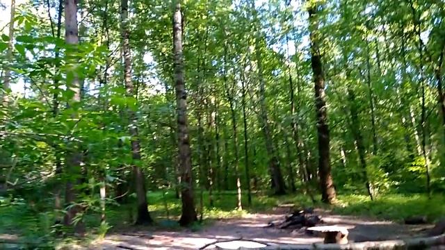 В лесу около дома Отдых на природе