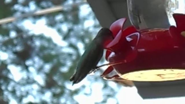Nikon Coolpix S3300, demo camera use. Hummingbird on feeder.
