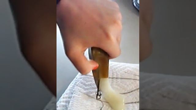 Mermaid's Purse Dissection смотреть онлайн