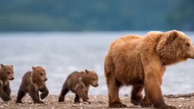 Стих Любови Вячеславовны Лапкиной - Все это - Россия, родная Земля. смотреть онлайн