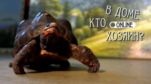 ОГРОМНАЯ УГОЛЬНАЯ ЧЕРЕПАХА РАБОТАЕТ В ХУДОЖЕСТВЕННОЙ ГАЛЕРЕЕ