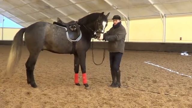 Конный спорт обучение. Видео уроки. Работа в руках. Уступка шенкелю. Михаил кизимов. смотреть онлайн