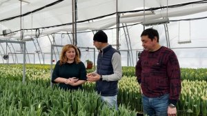 Ошибки при выгонке тюльпанов на гидропонике | Проблемы с корневой системой