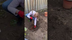 Посадка персика