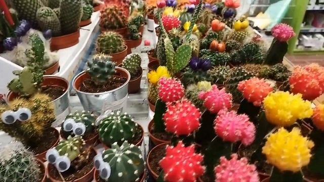 Как выбрать кактус? - Обзор кактусов прямо с магазина - Кактус Микс - Голландские Кактусы смотреть онлайн