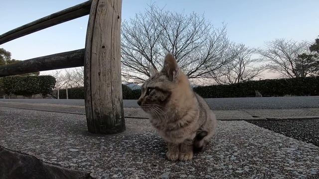 公園の子猫が可愛過ぎる