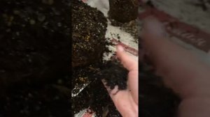 В какие горшки обязательно высаживать бугенвиллию