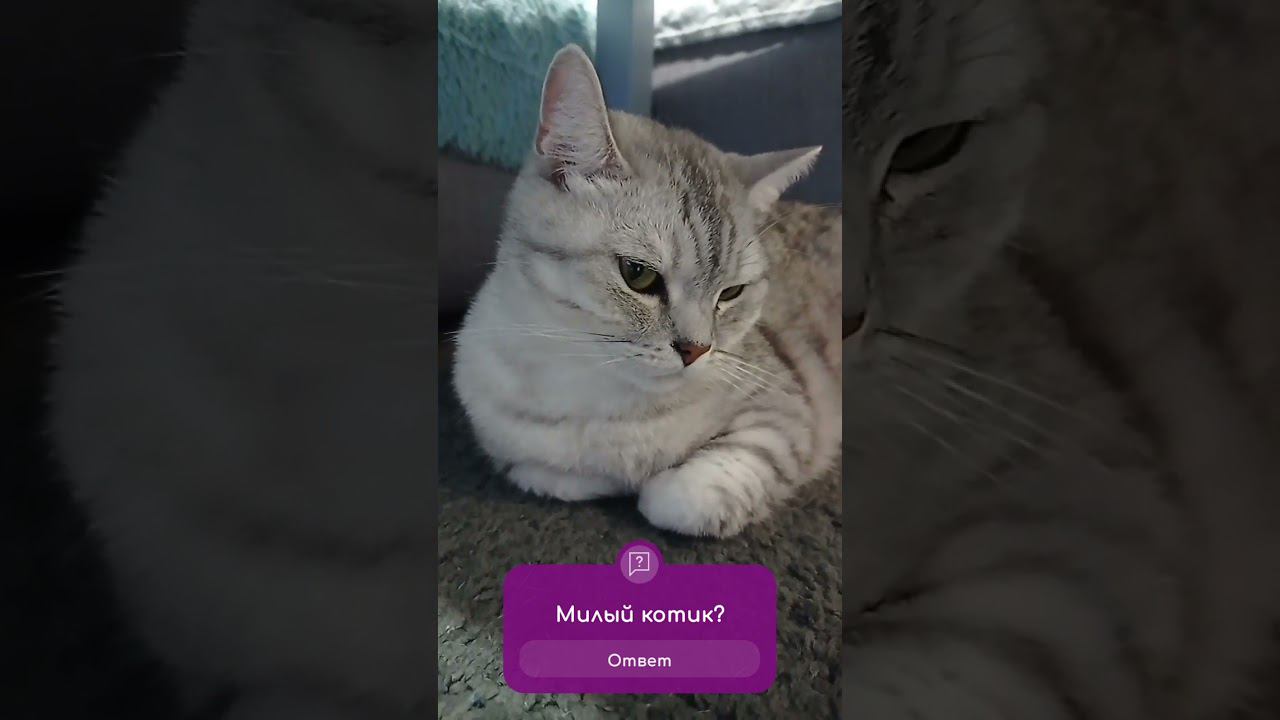 Любишь котиков? #shorts смотреть онлайн